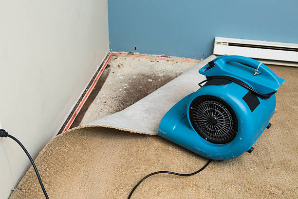 Best Mold removal after water damage  in Gray, TN